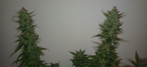 An image of Strawberella Jack Auto