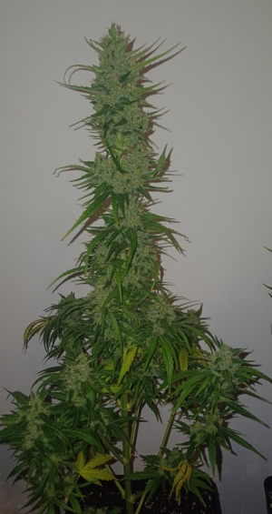 An image of Strawberella Jack Auto