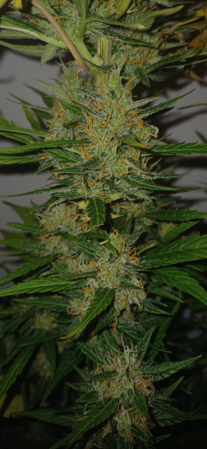 An image of Strawberella Jack Auto