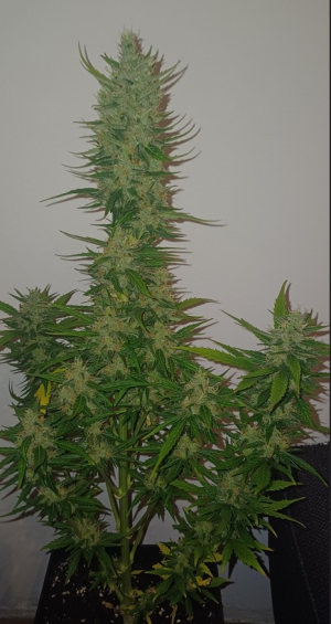 An image of Strawberella Jack Auto