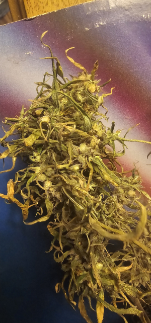 Colombian "Incense" Punto Rojo's picture by HippieCannabisGenetics