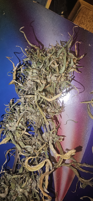 Colombian "Incense" Punto Rojo's picture by HippieCannabisGenetics