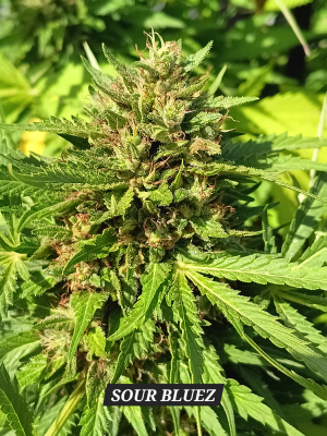 An image of Sour Bluez