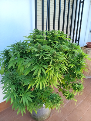 An image of Sour Bluez