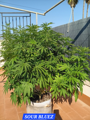 An image of Sour Bluez