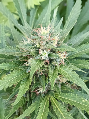 An image of Sour Bluez