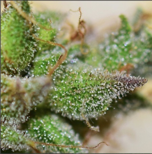 An image of Charlotte’s Cherries