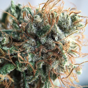 An image of Colorado Cherry
