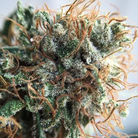 Colorado Cherry flowering cannabis, as labeled by the cited photo source