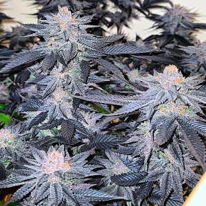 An image of Alien Truffle