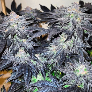 An image of Alien Truffle