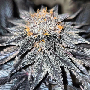 An image of Alien Truffle