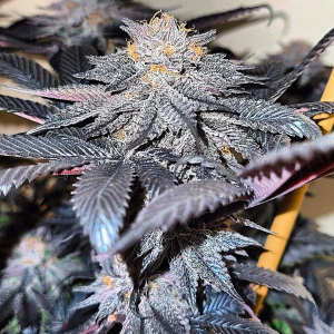 An image of Alien Truffle
