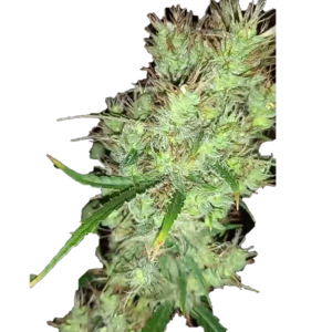 An image of Skuntzi