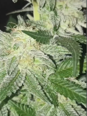 An image of Golden Peach