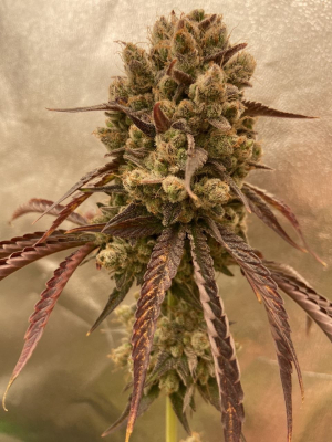 An image of Wildberry
