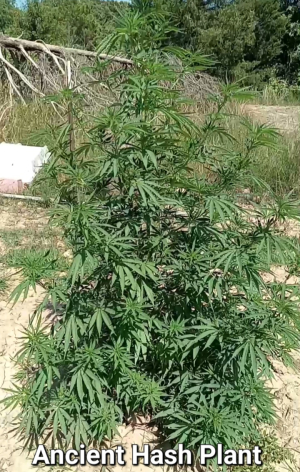 An image of Ancient Hashplant