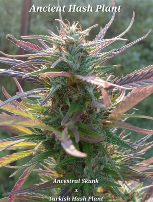 An image of Ancient Hashplant