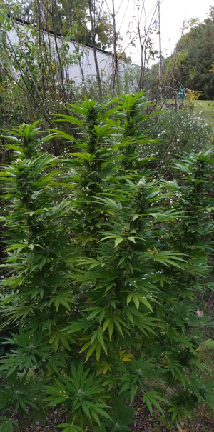 An image of Ancient Hashplant