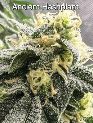 An image of Ancient Hashplant
