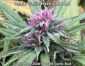 An image of Ozark GHG 4.0