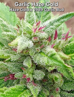 An image of Ozark GHG 4.0