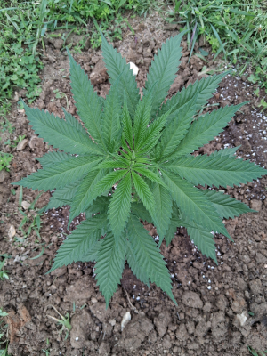 An image of Ozark Skunk
