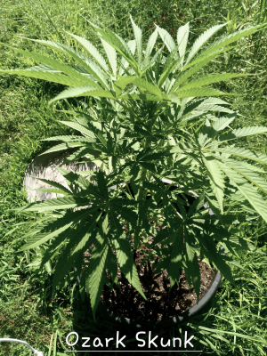 An image of Ozark Skunk