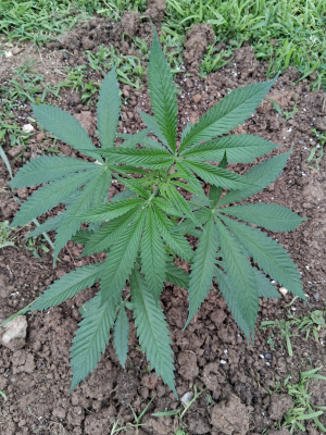 An image of Ozark Skunk