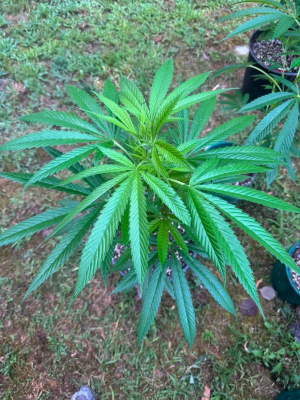 An image of Ozark Skunk