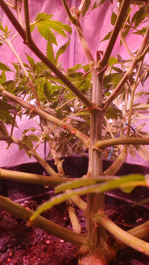 Watermelon Punch OG archive 2