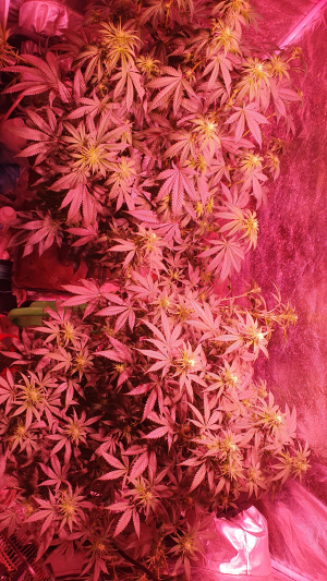 Watermelon Punch OG archive 1