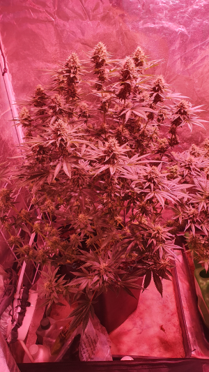 Watermelon Punch OG archive 0