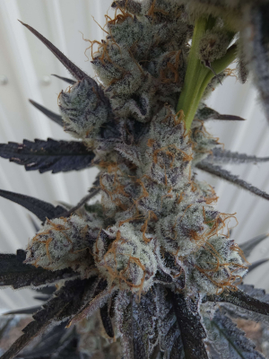 An image of Bodacious Berries