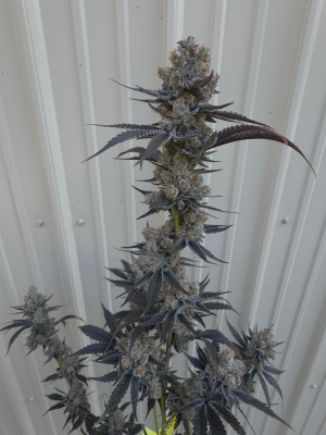 An image of Bodacious Berries