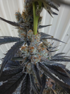 An image of Bodacious Berries