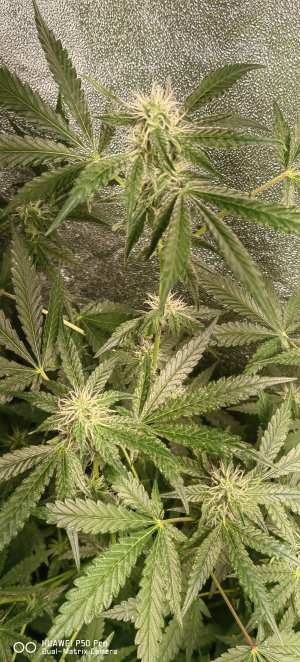 An image of Amnesia Cooks 