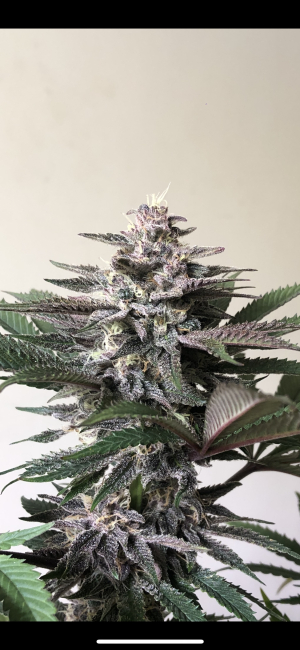 An image of Sour Fraise