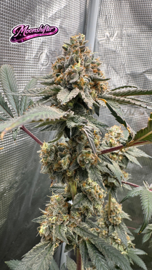 An image of Moonshifter