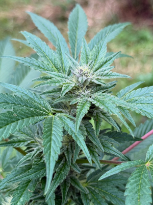 Afgluey's picture by Moongrownpreservations