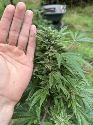 Afgluey's picture by Moongrownpreservations