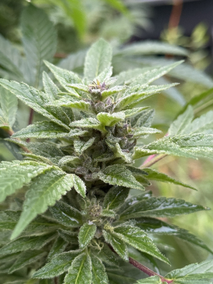 Afgluey's picture by Moongrownpreservations
