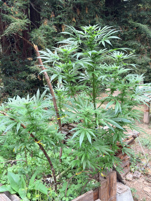 An image of Humboldt Hash Plant
