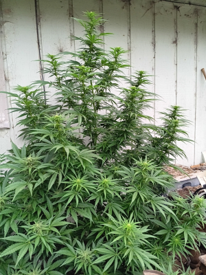 Image #27052617867789340