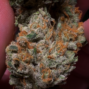 An image of Caramel Fizz 