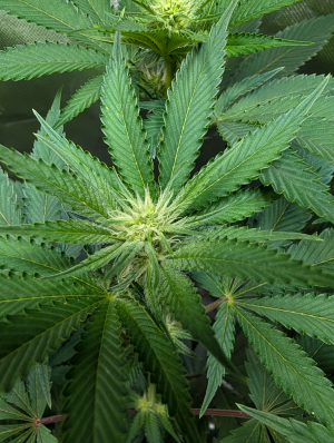 An image of Z-Head D OG