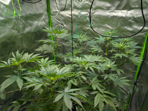 An image of Z-Head D OG