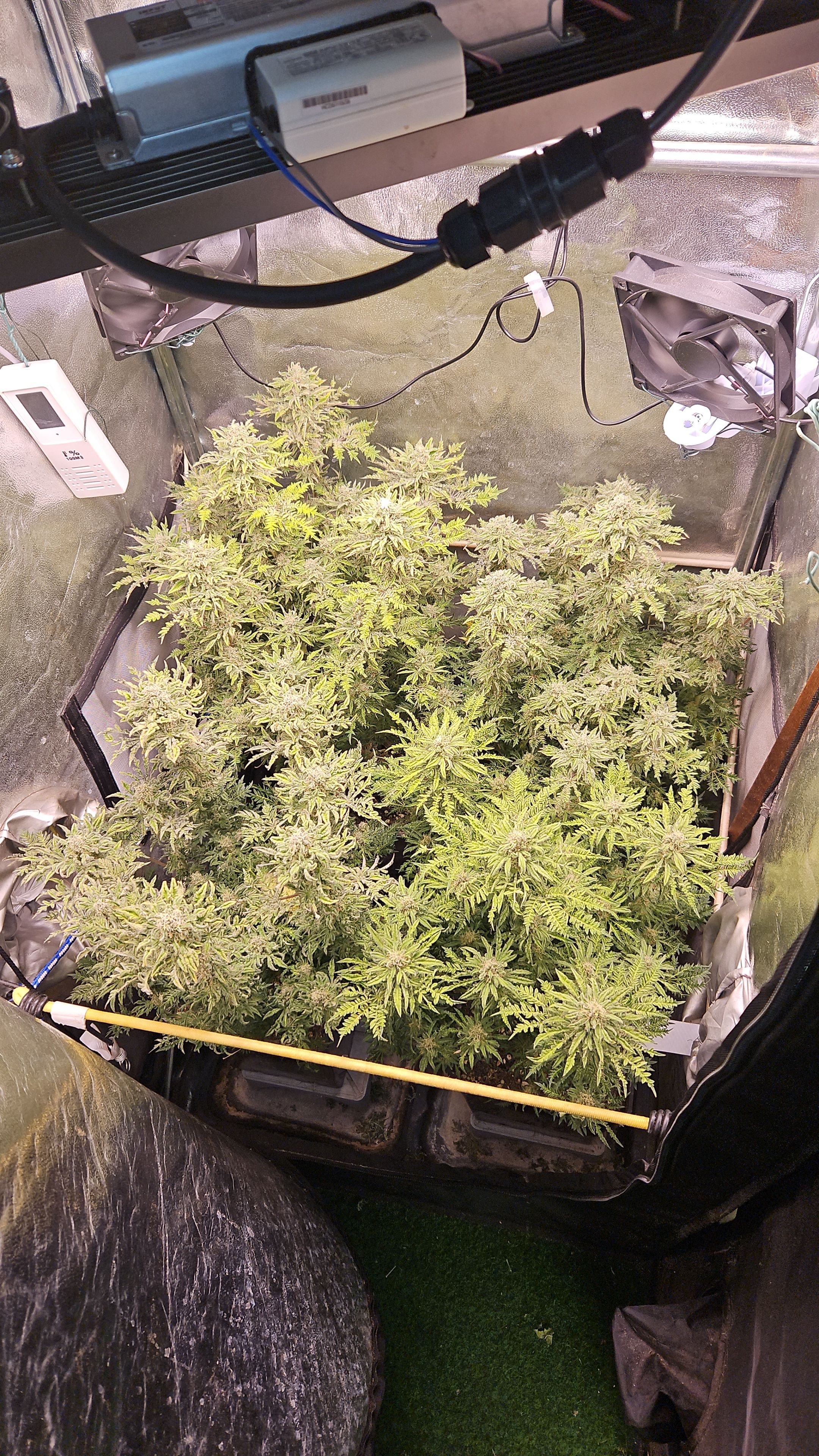 Foto de la variedad What the Freak