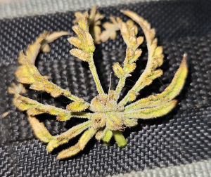 What the Freak archive 2