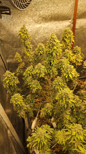 What the Freak archive 3